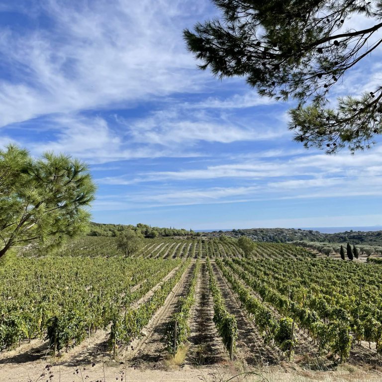 Vineyard with a blue sky